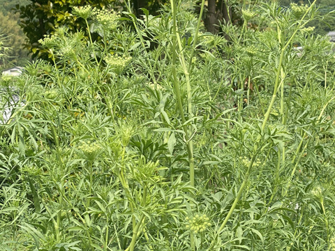 【10本／レースフラワー】派手さはないけれど清楚で上品な花、「可憐（かれん）」という言葉は、レースフラワーの雰囲気にぴったりです。