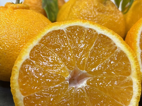 【高級柑橘】果汁たっぷり！樹上完熟【不知火】4ｋｇ程度