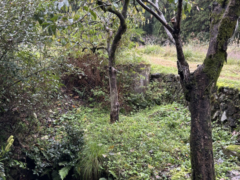 だいしろ柿用渋柿。ゼリーみたいな食感。冷やして美味しい！約2kg(5〜6個)