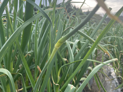 ★阿蘇の恵★にんにくの芽３００ｇ驚きの旨さ、農薬,化学肥料不使用、うまみの濃い嘉定種、中華料理なら旨味アップに何にでも使えます。