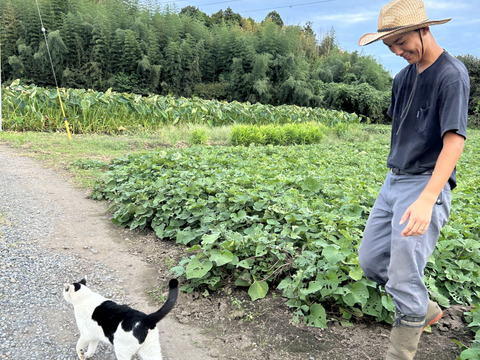 訳あり・形良し・土付き🍠シルクスウィート・内容100g〜750g大小混合
⭐︎農薬不使用