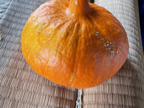 しっとり♪伝統野菜！打木赤皮甘栗かぼちゃ2個入