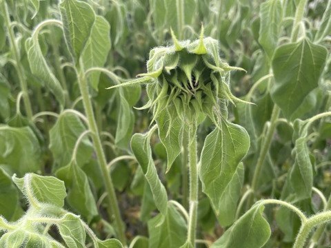 暑い夏にも長持ちする北海道産「ひまわり」20本　お部屋や食卓テーブルにぴったりな小輪のヒマワリ