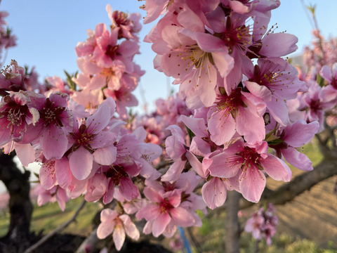 運命の出会い⁉️【67品種の桃を栽培】品種は何が届くかお楽しみ！白桃3㎏【夏ギフト】