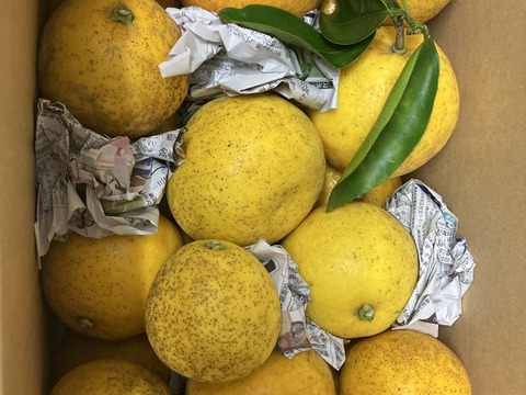 【超歓迎】 箱込み4kg 河内晩柑（ジューシーオレンジ）栽培期間中に農薬 果物