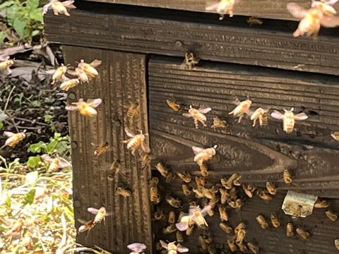 お待たせいたしました。販売再開です！
純粋鹿児島産百花蜜のスティックハニー50本　　　5g×25本入り2パックのボリュームパック