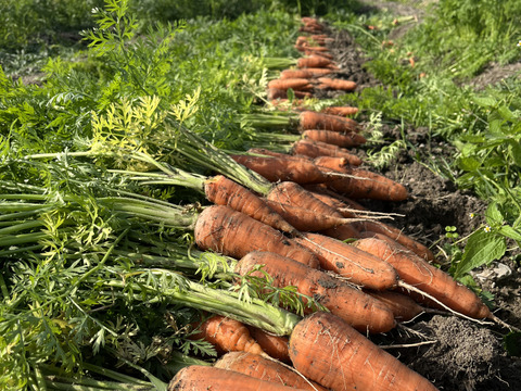 【京都府産】旬の定番夏野菜セット（10品）