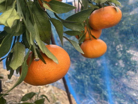 大トロ　せとか2kg