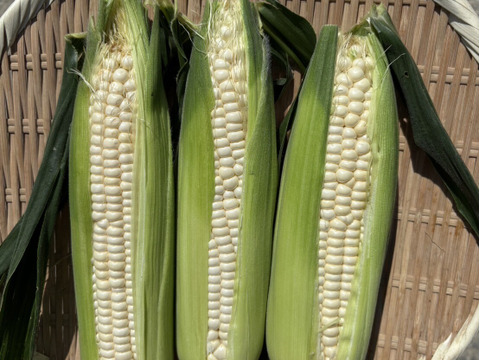 【淡路島から朝どりでお届け！】朝摘み真珠とうもろこし【淡路島の白い宝石】