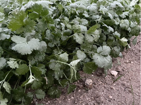 【自然栽培】パクチー　500g　（肥料・農薬不使用）