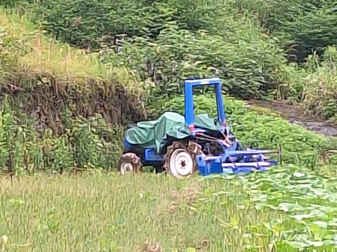 愛媛県産ニンニク嘉定種1kg