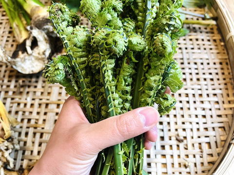 森で採ってくる天然コゴミ　500gセット