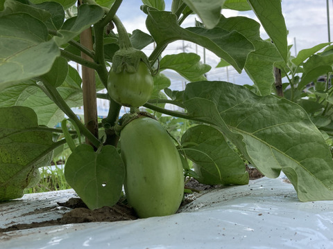 残りわずか！ふわトロ食感の緑ナス(2kg)