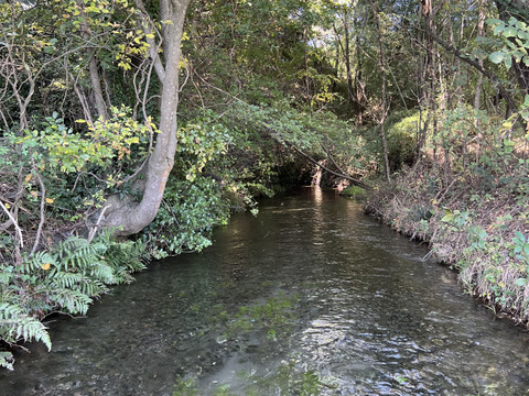 【朝採り当日発送】120年守る安曇野の湧水育ち。希少な「葉わさび1kg」＆お試し生わさび（ご家庭用・100g)セット