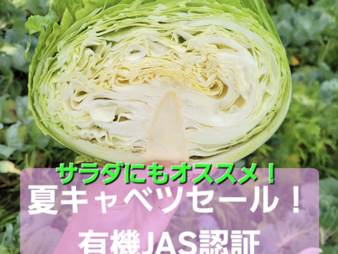 キャベツ様 安心安全！青森県産有機JAS夏キャベツ 1玉～ミニキャベツ2玉：青森県産