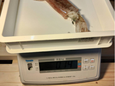 【墨袋除去済み】青森県産ヤリイカ500g×2｜真空冷凍・家庭用