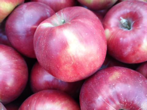 シナノスイート10キロ 　ジャム、ジュース用にはもったいない、少しの傷りんご。