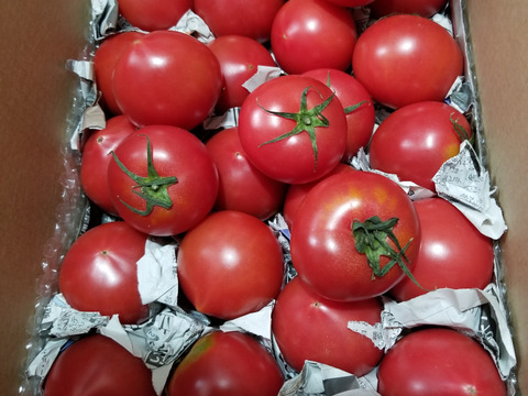 毎食トマト！バクバク食べちゃう栄ちゃんトマト　食べやすい小さめサイズ