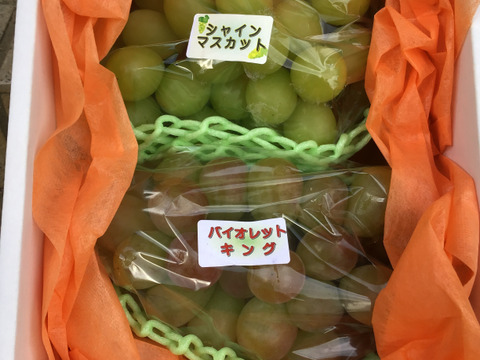 バイオレットキング３房　脱粒シャインマスカット２kgサービス 家庭用】紅色シャイン品種の大粒ぶどう バイオレットキング1kg2