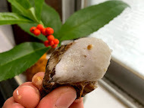 ぷりぷりむけるちいさな海老芋　京都伝統野菜　こえびちゃん1K