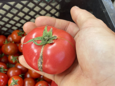 【加工用】トマト約4kg (約18〜40.玉)【福岡県産トマト】🍅  【母の日ギフト】