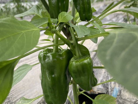 【コーヒー農家がつくる】ピーマン『さらら』約2KG（限定価格）