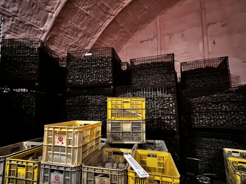 《激推し！フライドポテトやポテサラに！》愛され食され40年『雪夏稚くん』の熟成ヘルシーポテトver. 10kg