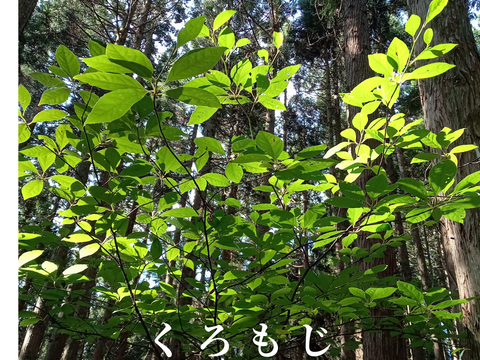 のどかさ香る和ハーブティー【白神山麓の天然茶葉】くろもじと和ハーブ５包　ポット淹れ２ℓ煮出し５ℓ