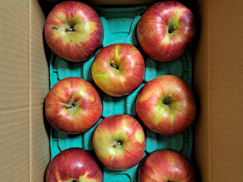 ★売りつくしセール★信州安曇野産りんご🍎シナノスイート🍎【3kg家庭用🍎8個～12個入り】〜見た目は劣っても味はそのままのワケアリりんごたちを詰め合わせました〜※化学合成農薬約40％削減