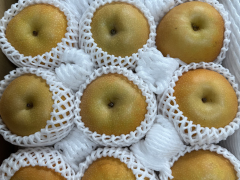 今すぐ発送！【特別栽培農産物】生産者一押し！とにかく甘い！和梨の南水5㎏