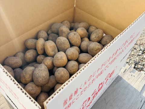 ※新規か！必死な落ちこぼれチビじゃが※『雪夏稚くん』のホッカイコガネver. 10kg