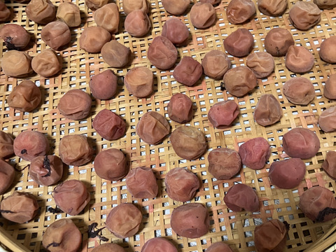 【特別栽培】和歌山県産　南高梅　Lサイズ(梅酒、梅シロップ用)５kg