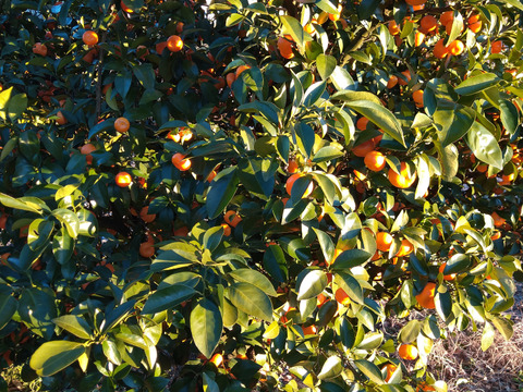 12月収穫！「樹上完熟シークワーサー」ご家庭用2kg