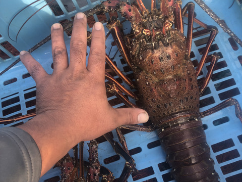 【活き】伊勢海老　大型2匹。