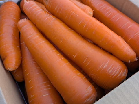 甘さ最高潮！寒熟（かんじゅく）冬にんじん 5kg｜農薬・化学肥料不使用｜BonaDea
