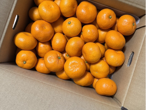 愛媛みかんの老舗厳選【濃厚な甘みと程よい酸味】みかん 3.5kg【愛媛県川上産】