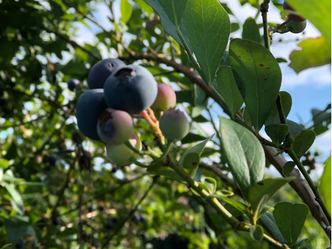 ブルーベリー葉ドライ50gハーブティー