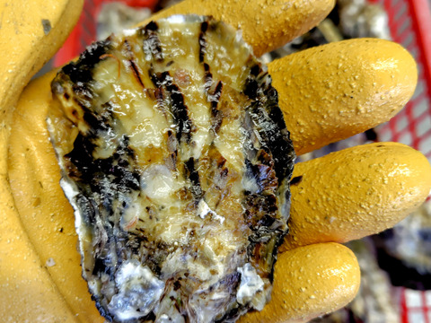 【お徳用】小粒で使いやすい京丹後・久美浜産殻付き牡蠣（加熱用）　2.4kg