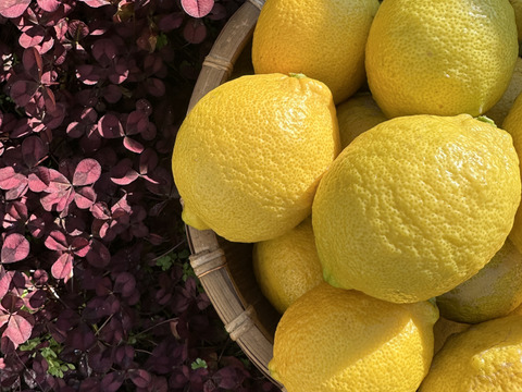 瀬戸内海・大三島の恵🍋農薬不使用レモン〈皮まで使える〉5キロ