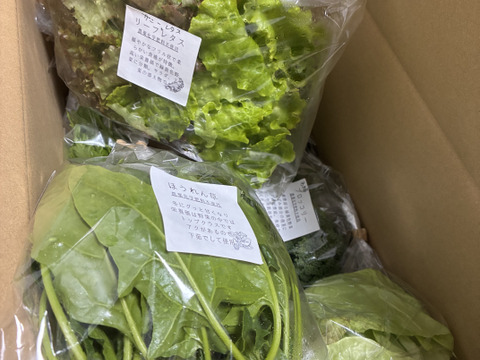 【まるき農園お得パック】農薬不使用旬野菜8品・平飼い卵10個・ぴゅあみかんジュース