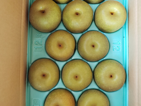 ご家庭用品】梨 幸水 5Kg箱 大玉（10玉 ~ 14玉)_2024：千葉県産