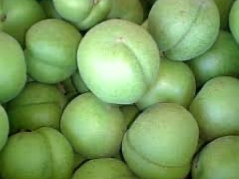 【予約販売】福島県飯坂産 高田梅（ご家庭用）2kg