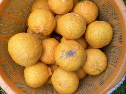 愛媛県八幡浜市産 デコ 8kg