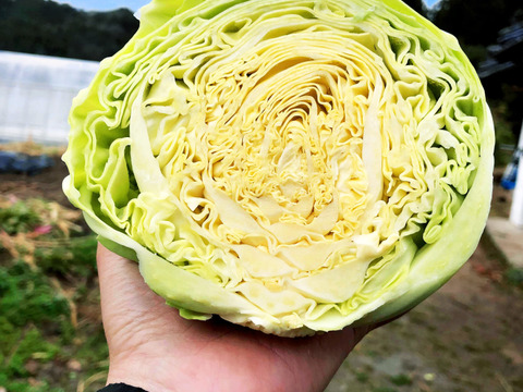 2【数量限定】農薬不使用の旨キャベツ！今だけのキャベツを是非！