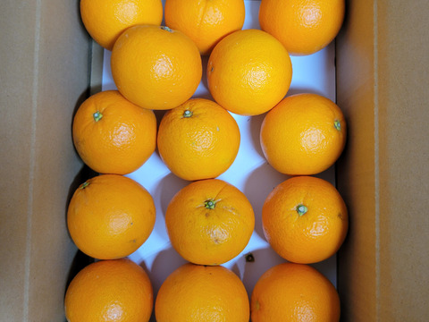【お裾分け企画】和歌山県産　ネーブルオレンジ 3kg