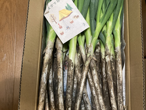 【破格のお値段！業務用向け】極寒を乗り越えた甘みのある新鮮長ネギ（お徳用５kg・約１８〜２４本）