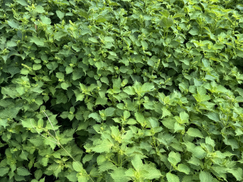 【季節限定】　青紫蘇付きの穂紫蘇100gと季節の野菜セット　農薬不使用　自然農法栽培