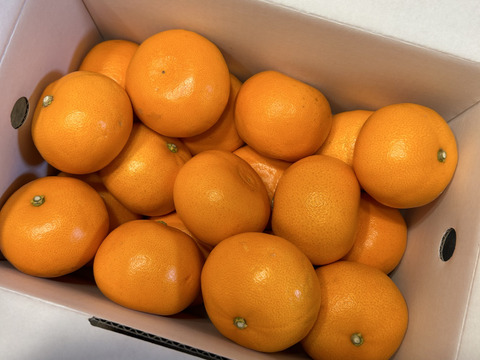 『御予約』高級品種【せとか】糖度が高くトロリとした食感は柑橘の大トロ！ご家庭用(3kg)