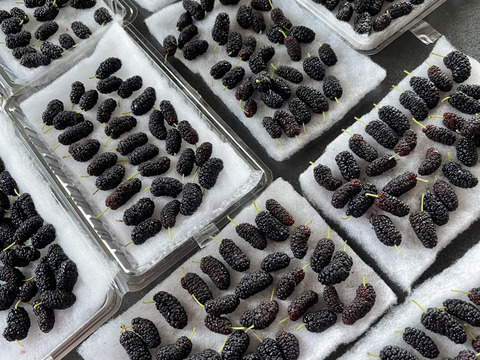 下　自然栽培の桑の実マルベリー800グラム６０サイズクール便