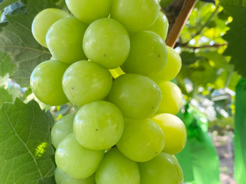 旬の味覚を贅沢に味わう葡萄セット 2房/1kg（ニューピオーネ+おすすめ品種）